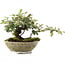 Cotoneaster horizontalis, 15 cm, ± 6 jaar oud, met de hand gestyled door Mario Komstra