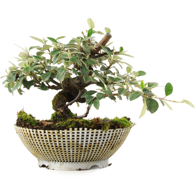 Cotoneaster horizontalis, 15 cm, ± 6 years old, exclusively grown and styled by Mario Komsta in person