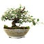 Cotoneaster horizontalis, 15 cm, ± 6 años, estilizado a mano por Mario Komstra