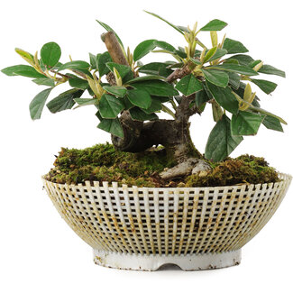  Mario Komsta Cotoneaster horizontalis, 10,5 cm, ± 6 ans