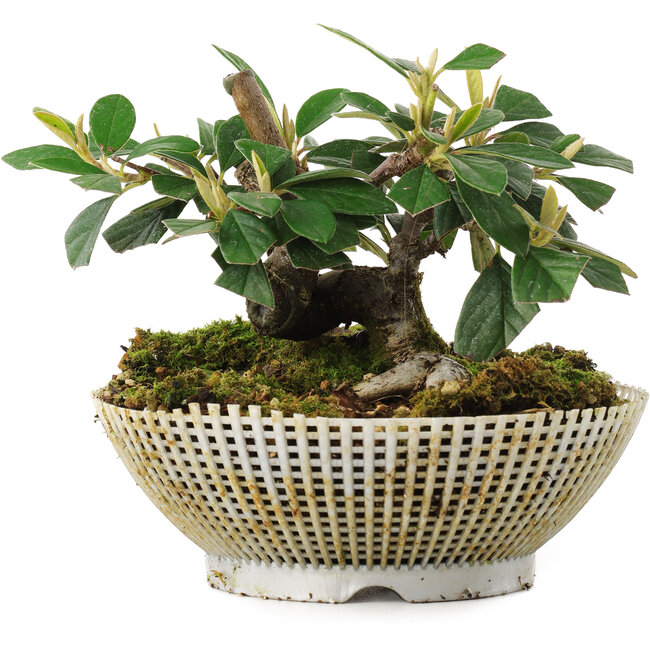 Cotoneaster horizontalis, 10,5 cm, ± 6 jaar oud, zorgvuldig met de hand gestyled en gekweekt door Mario Komsta zelf
