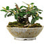 Cotoneaster horizontalis, 10,5 cm, ± 6 jaar oud, met de hand gestyled door Mario Komstra