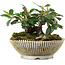 Cotoneaster horizontalis, 10,5 cm, ± 6 jaar oud, zorgvuldig met de hand gestyled en gekweekt door Mario Komsta zelf