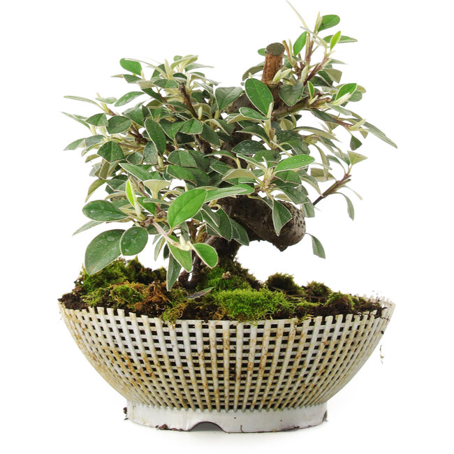 Cotoneaster horizontalis, 15 cm, ± 6 ans, cultivé et stylisé exclusivement par Mario Komsta en personne