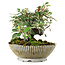 Cotoneaster horizontalis, 15 cm, ± 6 jaar oud, met de hand gestyled door Mario Komstra