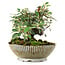 Cotoneaster horizontalis, 15 cm, ± 6 years old, hand-styled by Mario Komstra