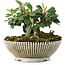 Cotoneaster horizontalis, 10,5 cm, ± 6 jaar oud, zorgvuldig met de hand gestyled en gekweekt door Mario Komsta zelf