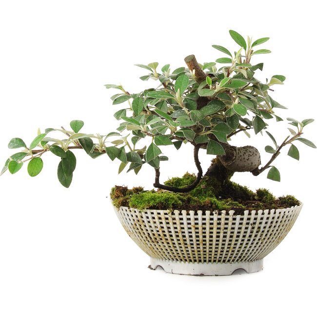 Cotoneaster horizontalis, 15 cm, ± 6 jaar oud, exclusief gekweekt en gestyled door Mario Komsta persoonlijk
