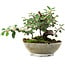 Cotoneaster horizontalis, 15 cm, ± 6 jaar oud, met de hand gestyled door Mario Komstra