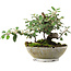 Cotoneaster horizontalis, 15 cm, ± 6 Jahre alt, handgestylt von Mario Komstra