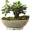 Cotoneaster horizontalis, 10,5 cm, ± 6 jaar oud, zorgvuldig met de hand gestyled en gekweekt door Mario Komsta zelf