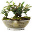 Cotoneaster horizontalis, 10,5 cm, ± 6 jaar oud, met de hand gestyled door Mario Komstra