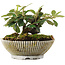 Cotoneaster horizontalis, 10,5 cm, ± 6 años, cuidadosamente estilizado a mano y cultivado por el propio Mario Komsta