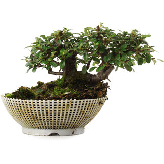  Mario Komsta Cotoneaster horizontalis, 9,5 cm, ± 6 ans