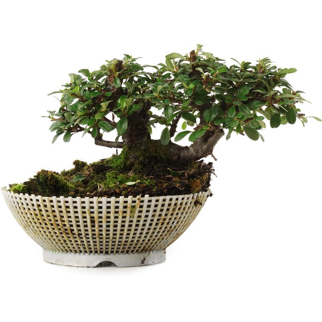 Cotoneaster horizontalis, 9,5 cm, ± 6 jaar oud, met de hand gestyled door Mario Komstra