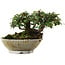 Cotoneaster horizontalis, 9,5 cm, ± 6 years old, hand-styled by Mario Komstra