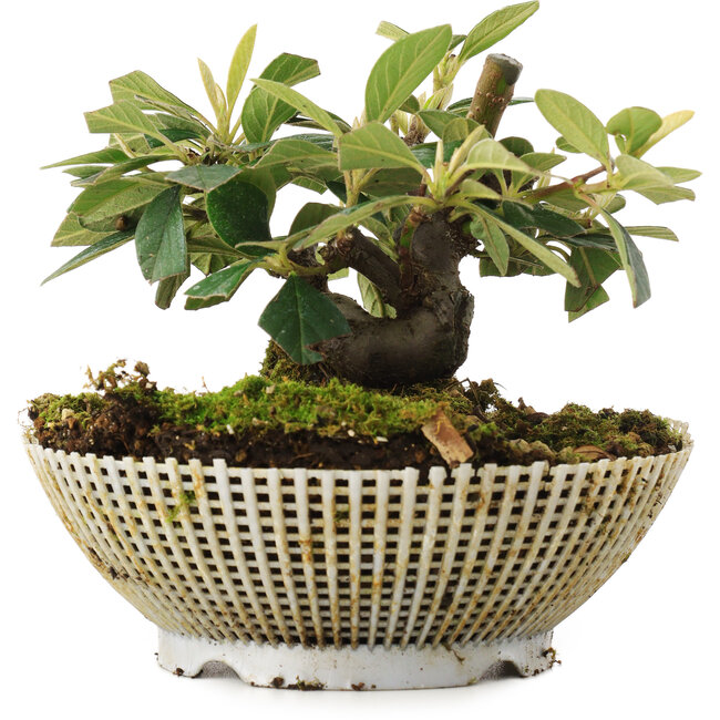 Cotoneaster horizontalis, 10,5 cm, ± 6 años, cuidadosamente estilizado a mano y cultivado por el propio Mario Komsta