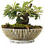 Cotoneaster horizontalis, 10,5 cm, ± 6 jaar oud, met de hand gestyled door Mario Komstra