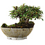 Cotoneaster horizontalis, 9,5 cm, ± 6 jaar oud, met de hand gestyled door Mario Komstra