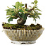 Cotoneaster horizontalis, 10,5 cm, ± 6 jaar oud, zorgvuldig met de hand gestyled en gekweekt door Mario Komsta zelf