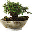 Cotoneaster horizontalis, 9,5 cm, ± 6 jaar oud, met de hand gestyled door Mario Komstra