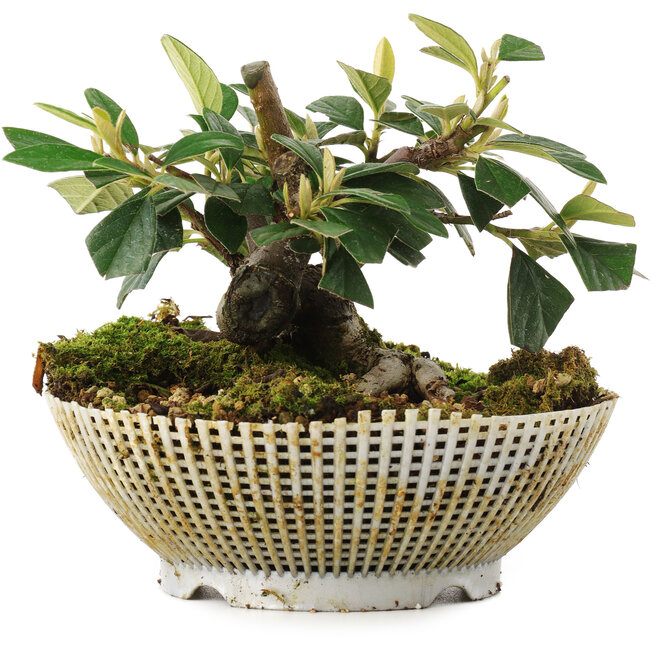 Cotoneaster horizontalis, 10,5 cm, ± 6 años, cuidadosamente estilizado a mano y cultivado por el propio Mario Komsta