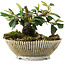 Cotoneaster horizontalis, 10,5 cm, ± 6 jaar oud, met de hand gestyled door Mario Komstra