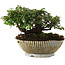 Cotoneaster horizontalis, 9,5 cm, ± 6 jaar oud, met de hand gestyled door Mario Komstra