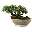 Cotoneaster horizontalis, 9,5 cm, ± 6 jaar oud, met de hand gestyled door Mario Komstra