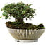 Cotoneaster horizontalis, 9,5 cm, ± 6 jaar oud, met de hand gestyled door Mario Komstra