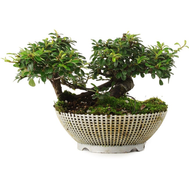 Cotoneaster horizontalis, 10,5 cm, ± 6 jaar oud, met de hand gestyled door Mario Komstra