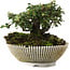 Cotoneaster horizontalis, 9,5 cm, ± 6 jaar oud, met de hand gestyled door Mario Komstra