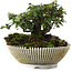 Cotoneaster horizontalis, 9,5 cm, ± 6 years old, hand-styled by Mario Komstra