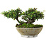 Cotoneaster horizontalis, 10,5 cm, ± 6 jaar oud, met de hand gestyled door Mario Komstra