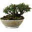 Cotoneaster horizontalis, 9,5 cm, ± 6 jaar oud, met de hand gestyled door Mario Komstra