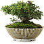 Cotoneaster horizontalis, 10,5 cm, ± 6 jaar oud, met de hand gestyled door Mario Komstra