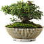 Cotoneaster horizontalis, 10,5 cm, ± 6 years old, hand-styled by Mario Komstra