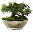 Cotoneaster horizontalis, 10,5 cm, ± 6 jaar oud, met de hand gestyled door Mario Komstra