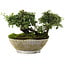 Cotoneaster horizontalis, 10,5 cm, ± 6 jaar oud, met de hand gestyled door Mario Komstra