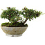 Cotoneaster horizontalis, 10,5 cm, ± 6 jaar oud, met de hand gestyled door Mario Komstra