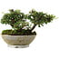 Cotoneaster horizontalis, 10,5 cm, ± 6 years old, hand-styled by Mario Komstra