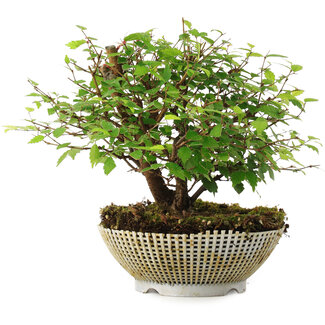  Mario Komsta Zelkova serrata, 16,5 cm, ± 6 ans