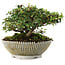 Cotoneaster horizontalis, 10,5 cm, ± 6 jaar oud, met de hand gestyled door Mario Komstra