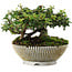 Cotoneaster horizontalis, 10,5 cm, ± 6 jaar oud, met de hand gestyled door Mario Komstra