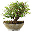 Zelkova serrata, 16,5 cm, ± 6 years old, hand-styled by Mario Komstra