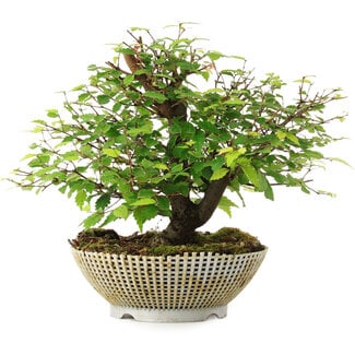  Mario Komsta Zelkova serrata, 18 cm, ± 6 jaar oud