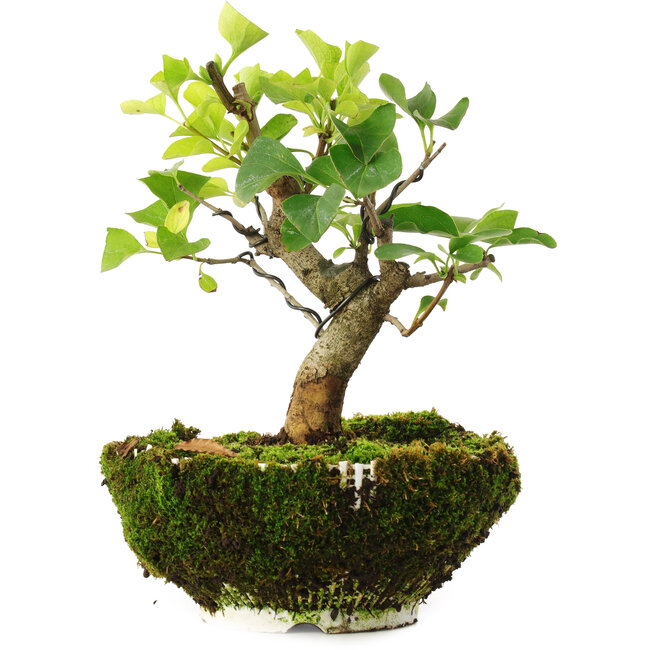 Syringa vulgaris, 19 cm, ± 6 jaar oud, met de hand gekweekt en persoonlijk gestyled door Mario Komsta