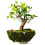 Syringa vulgaris, 19 cm, ± 6 jaar oud, met de hand gekweekt en persoonlijk gestyled door Mario Komsta