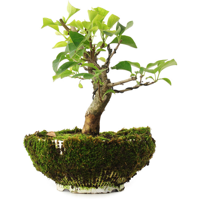 Syringa vulgaris, 19 cm, ± 6 years old, hand-grown and styled by Mario Komsta in person