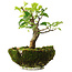 Syringa vulgaris, 19 cm, ± 6 jaar oud, met de hand gekweekt en persoonlijk gestyled door Mario Komsta